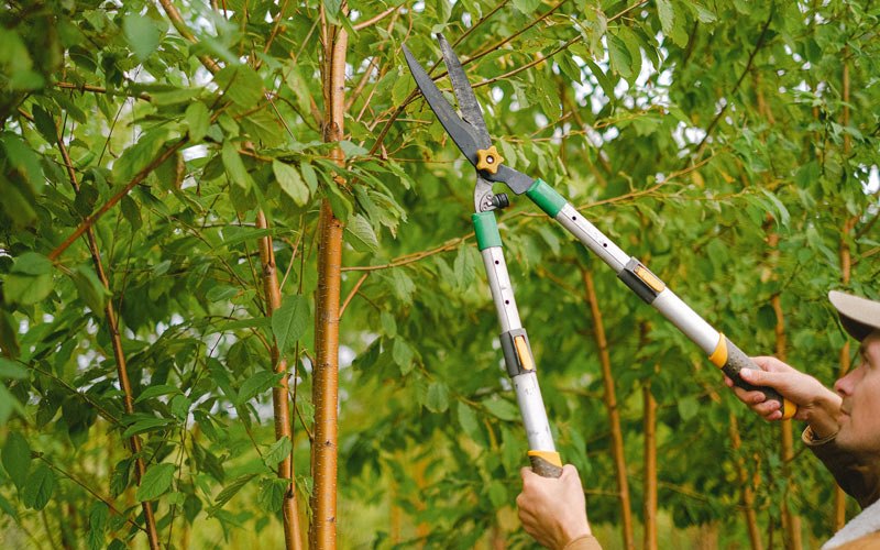 Tree trimming in Moorefield, NE